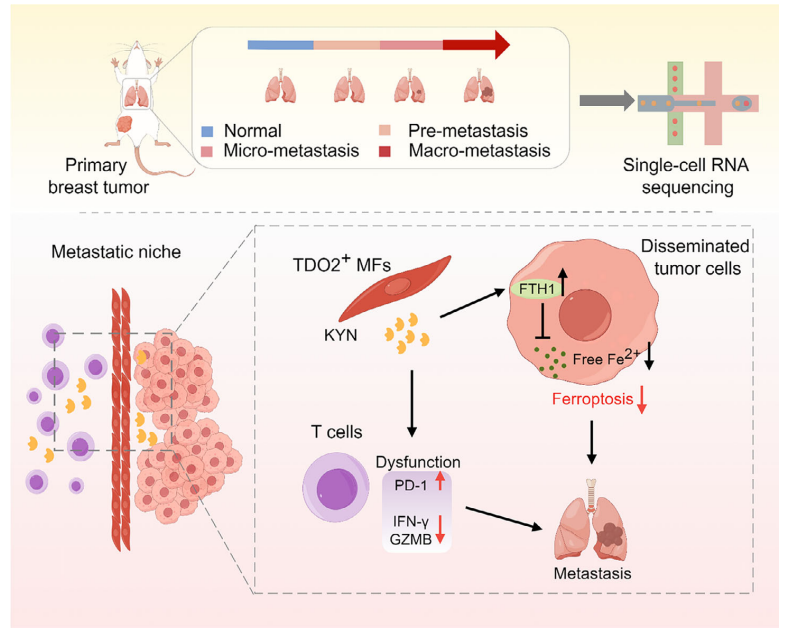 TDO2+ MFs促進(jìn)乳腺癌向器官轉(zhuǎn)移的原理示意圖